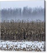 Winter's Corn Canvas Print