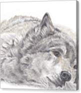 Wistful Wolf Canvas Print