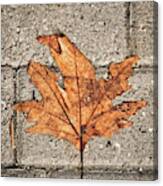 Withered Leaf Over Concrete Blocks Canvas Print