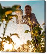 Woman Cares For Plants, Watering Green Shoots From A Watering Can At Sunset. Farming Or Gardening Concept Canvas Print