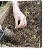 Woman's Hands Planting Seedlings With A Trowel Canvas Print