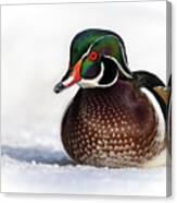 Wood Duck In Snow Canvas Print
