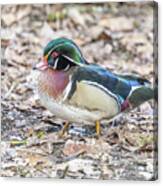 Wood Duck In The Leaves Canvas Print
