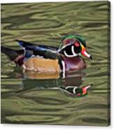 Wood Duck Wading Along The Pond Canvas Print