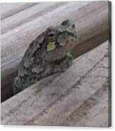 Back Porch Wood Frog Lateral Canvas Print