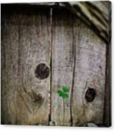 Wood Sorrel Against The Fence Canvas Print