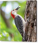 Woodpecker Cache And Carry Canvas Print