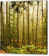 Woods In Autumn Canvas Print