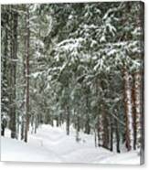 Woods In Winter Canvas Print