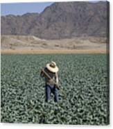 Worker Hoeing Between Rows Of Broccoli Plants Canvas Print