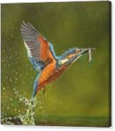Kingfisher...working Hard For My Supper Canvas Print