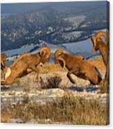 Wyoming Bighorn Brawlers Panorama Canvas Print
