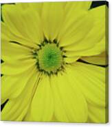 Yellow African Daisy Flower Canvas Print