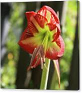 Yellow And Red Amaryllis Canvas Print
