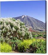 Yellow And White Flowering Shrubs In Front Of Mount Teide Canvas Print