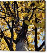 Yellow Aspen Looking Up Canvas Print