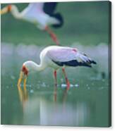 Yellow Billed Stork Feeding, Kenya Canvas Print