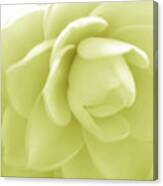 Yellow Camellia Canvas Print