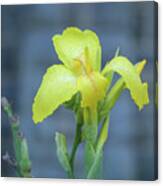 Yellow Canna Lily Canvas Print