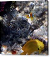 Yellow Damsel And Red Sea Clownfish Canvas Print
