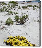 Yellow Flowers On The Beach Chile Canvas Print