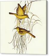 Yellow Honey-eater, Ptilotis Flava Canvas Print