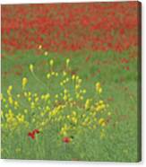 Yellow In A Field Of Red Canvas Print