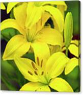 Yellow Lilies Canvas Print