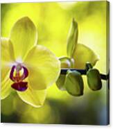 Yellow Orchid Flower Canvas Print