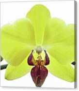 Yellow Orchid. Canvas Print