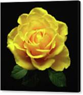 Yellow Rose 6 Canvas Print