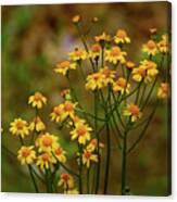 Yellow Shenandoah Wildflowers Bunch Canvas Print