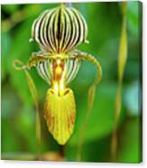 Yellow Striped Lady Slipper Canvas Print