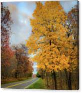 Yellow Tree, Rural Road Canvas Print