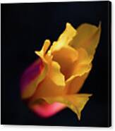 Yellow Tulip In The Spotlight Canvas Print