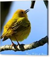 Yellow Warbler Singing In The Spotlight Canvas Print
