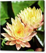 Yellow Water Lilies Canvas Print