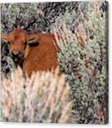 Yellowstone Bison Calf 2 Canvas Print