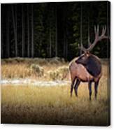 Yellowstone National Park Elk Wapiti Canvas Print