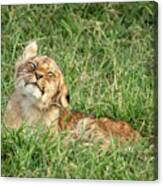 You Lion Cub, Panthera Leo, Shakes His Head. He Is Lying In The Long Grass Of The Masai Mara Canvas Print