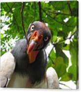 You Talking To Me?  King Condor Canvas Print