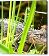Young Alligator In The Grass Canvas Print