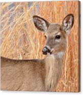 Young Deer In Tall Grass Closeup Canvas Print