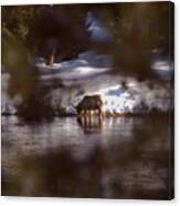 Young Elk Cow In River Canvas Print