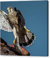 Young Flying Kestrel With The Prey In The Claw Canvas Print