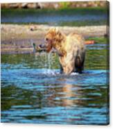 Young Grizzly Bear Got The Fish Canvas Print