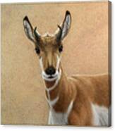 Young Pronghorn Canvas Print