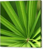 Yucca Abstract Canvas Print