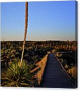 Yucca By The Path Canvas Print