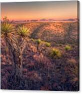 Yucca Island Canvas Print